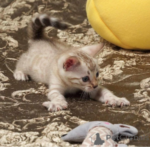 Photo №2 de l'annonce № 153192 de la vente bengal - acheter à Suède annonce privée