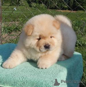 Photo №1. chow-chow - à vendre en ville de Остенде | 150€ | Annonce №129077