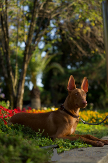 Photo №2 de l'annonce № 94368 de la vente chien du pharaon - acheter à République Tchèque annonce privée