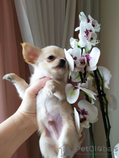 Photo №4. Je vais vendre chihuahua en ville de Munich. annonce privée, éleveur - prix - 255€