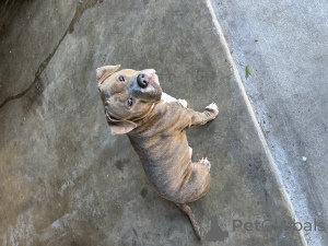 Photo №2 de l'annonce № 135773 de la vente american bully - acheter à USA 