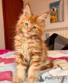 Photo №4. Je vais vendre maine coon en ville de Berlin. éleveur - prix - 300€