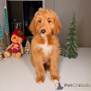 Photo №2 de l'annonce № 160067 de la vente golden retriever - acheter à La finlande annonce privée