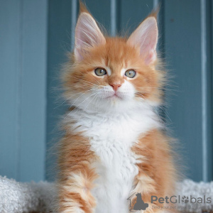 Photo №2 de l'annonce № 117405 de la vente maine coon - acheter à Belgique 