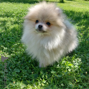 Photo №2 de l'annonce № 110791 de la vente chien bâtard - acheter à Fédération de Russie éleveur