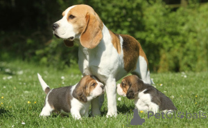 Photo №3. Chiots Beagle.. Suède