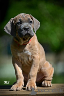 Photo №4. Je vais vendre cane corso en ville de Belgrade. éleveur - prix - négocié