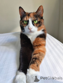 Photo №3. Masya, le chat qui sait comment réchauffer les journées ordinaires, cherche un. Fédération de Russie