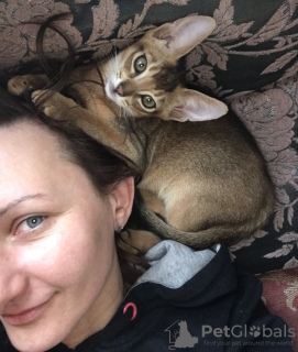 Photo №3. Chatons abyssins. Biélorussie