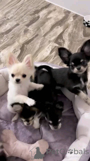 Photo №1. chihuahua - à vendre en ville de Offenbach | négocié | Annonce №152896