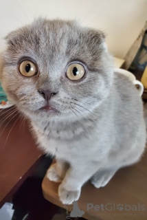 Photo №1. scottish fold - à vendre en ville de Tbilissi | 97€ | Annonce № 174609