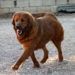 Photo №3. dogue du Tibet. Allemagne