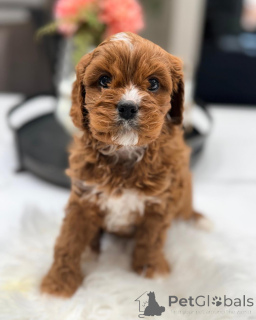 Photo №3. Chiots Cavapoo pour adoption vérifiés et vaccinés par le vétérinaire. Allemagne