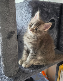 Photo №1. maine coon - à vendre en ville de Mayen-Koblenz | 350€ | Annonce № 174775