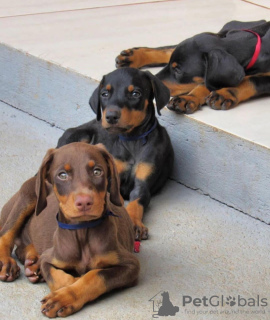 Photo №2 de l'annonce № 119700 de la vente dobermann - acheter à Lituanie annonce privée