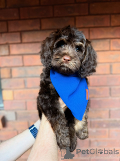 Photo №1. labradoodle - à vendre en ville de Clonmel | négocié | Annonce №157472