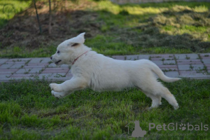 Photos supplémentaires: Chiots de race Chuvach slovaque