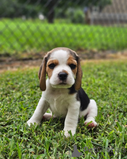 Photos supplémentaires: Magnifiques chiots Beagle. (Homme et Femme)