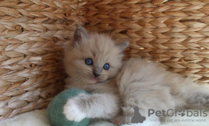 Photo №4. Je vais vendre ragdoll en ville de Hawaiian Paradise Park.  - prix - 331€