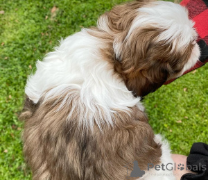 Photo №3. Magnifiques chiots Shih Tzu à vendre. Allemagne