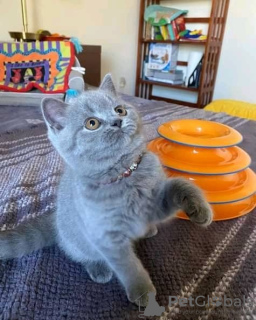 Photo №1. british shorthair - à vendre en ville de Anderlecht | Gratuit | Annonce № 116714