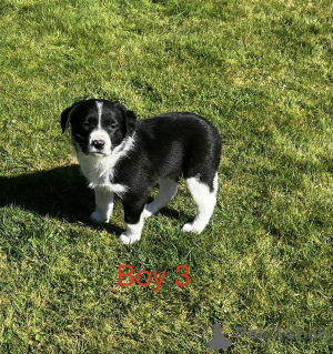 Photo №4. Je vais vendre border terrier en ville de Milford. éleveur - prix - 744€