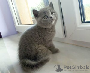 Photo №2 de l'annonce № 123662 de la vente british shorthair - acheter à Allemagne annonce privée