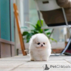 Photo №1. spitz nain - à vendre en ville de Chicago | 425€ | Annonce №137546