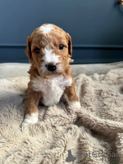 Photo №3. Double Doodles australien de Betsy WhatsApp 44 7453 907158. Allemagne