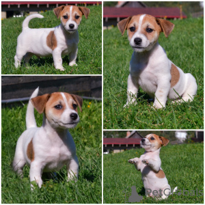 Photos supplémentaires: Réservation des chiots Jack Russell du chenil pour mai-juin