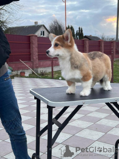 Photo №4. Je vais vendre welsh corgi en ville de Berlin. de la fourrière - prix - 1200€