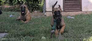 Photos supplémentaires: Chiots Berger Belge Malinois