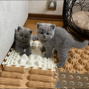 Photo №1. british shorthair - à vendre en ville de Silkeborg | négocié | Annonce № 167665