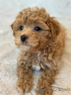 Photo №2 de l'annonce № 149827 de la vente maltipu - acheter à Allemagne annonce privée, éleveur