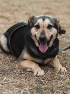 Photo №1. chien bâtard - à vendre en ville de Minsk | Gratuit | Annonce №166924