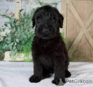 Photo №3. De magnifiques chiots schnauzer géants à adopter. Albanie