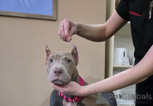 Photo №2 de l'annonce № 164563 de la vente american pit bull terrier - acheter à Azerbaïdjan de la fourrière