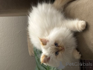 Photo №2 de l'annonce № 138520 de la vente sibérien - acheter à Allemagne annonce privée