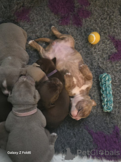 Photo №2 de l'annonce № 133055 de la vente bulldog anglais - acheter à Allemagne annonce privée