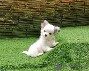 Photo №3. Chihuahua formé des toilettes. Serbie