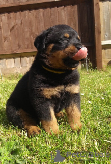 Photo №4. Je vais vendre rottweiler en ville de Vilnius. annonce privée - prix - 350€