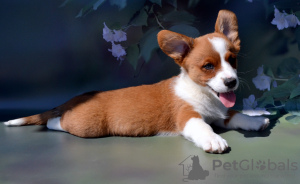 Photo №3. garçon moka. Fédération de Russie