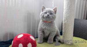 Photo №1. british shorthair - à vendre en ville de Anderlecht | 400€ | Annonce № 173897