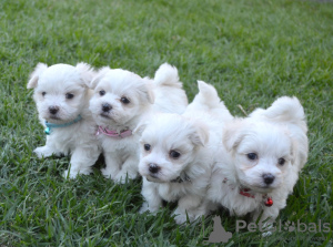 Photo №1. bichon maltais - à vendre en ville de Berlin | négocié | Annonce №115853