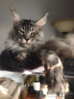 Photo №2 de l'annonce № 133288 de la vente maine coon - acheter à Allemagne annonce privée