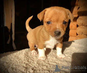 Photo №4. Je vais vendre chien de garenne portugais en ville de Saint-Pétersbourg. de la fourrière, éleveur - prix - 1099€