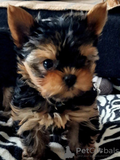 Photo №4. Je vais vendre yorkshire terrier en ville de Bielefeld. annonce privée - prix - 329€