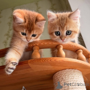 Photo №2 de l'annonce № 161841 de la vente  - acheter à France 