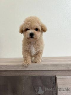 Photo №4. Je vais vendre chien bâtard en ville de Borisov. éleveur - prix - négocié