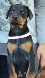 Photos supplémentaires: Chiots Dobermann à vendre